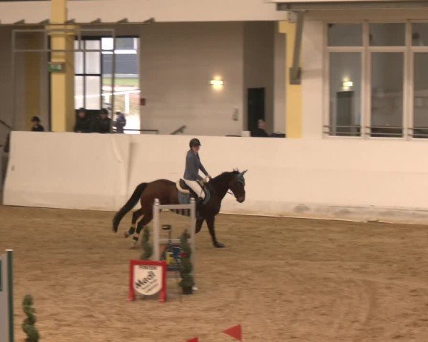 Reitturnier Stadl-Paura 2024
