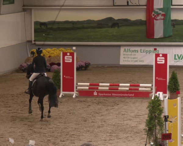 Reitturnier Legden | Ponyturnier 2024