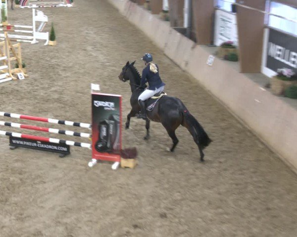 Reitturnier Bad Salzuflen 2024