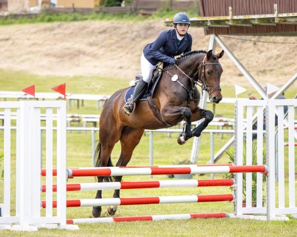 jumper D´Paola B (Mecklenburg, 2019, from D'Olympic)