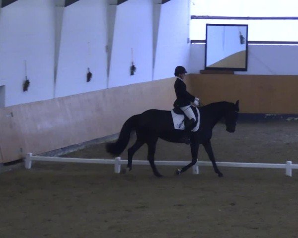 Reitturnier Datteln 2024