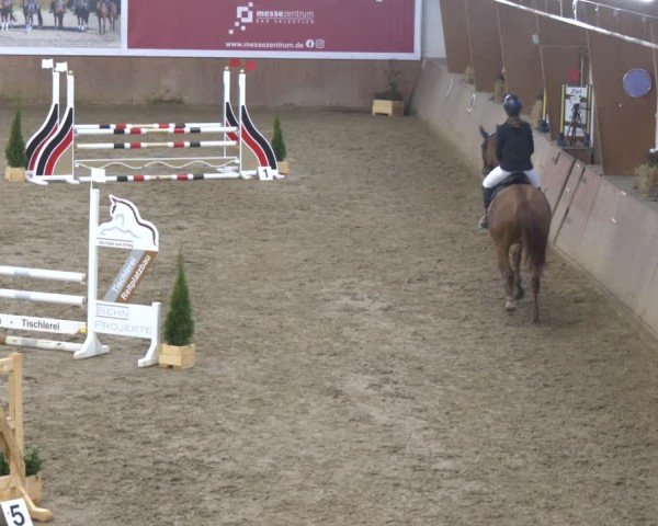 Reitturnier Bad Salzuflen 2024