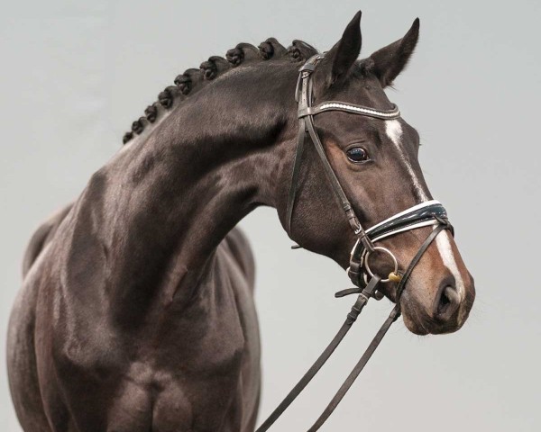 horse Zackorado A (Westphalian, 2022, from Zanetti 5)