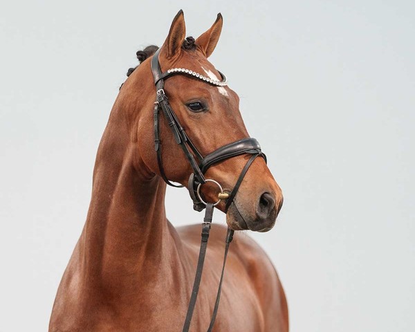 horse El Corazon (Westphalian, 2022, from Escolar)