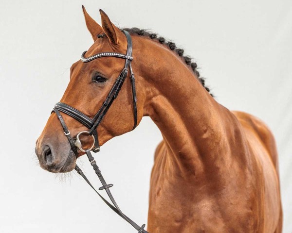 horse Sapporo (KWPN (Royal Dutch Sporthorse), 2022, from Contagio)