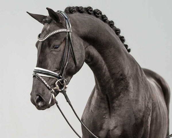Pferd Windsor's Secret van de Prinsenheide (Belgisches Warmblut, 2022, von Secret)