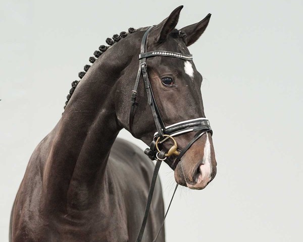 horse Tokyo (Oldenburg, 2022, from Total McLaren)