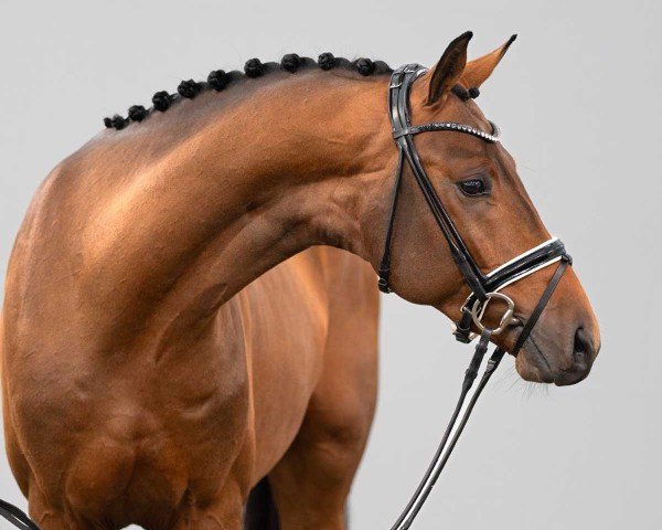 horse Magic Spirit (Westphalian, 2022, from Majestic Taonga)