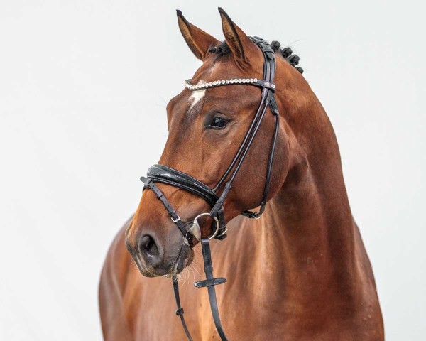 horse Sir Simon (KWPN (Royal Dutch Sporthorse), 2022, from Komme Casall)