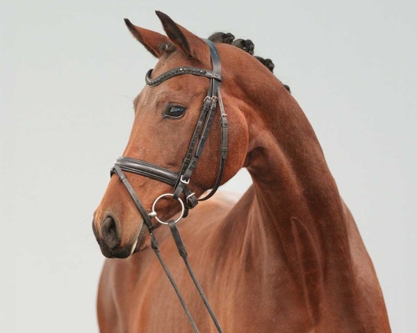 horse Flicka B (Westphalian, 2019, from For Romance I)