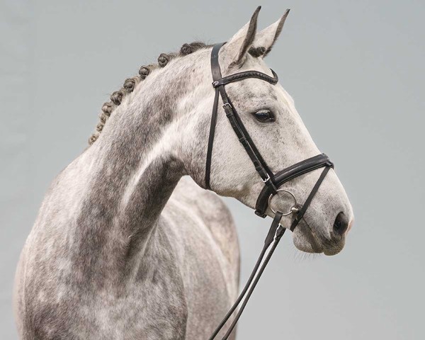 Pferd Koko Chanel (Holsteiner, 2017, von Crumble) Pferd Koko Chanel (Holsteiner, 2017, von Crumble)