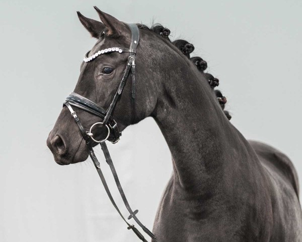 Pferd Be Beautiful (Westfale, 2020, von Blue Hors Baron)