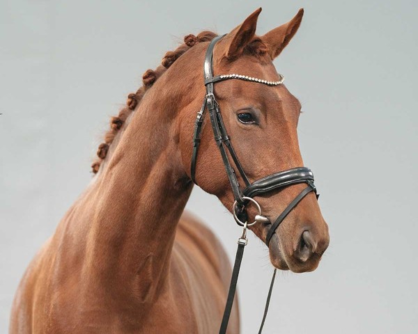Pferd Prinses Utopia (KWPN (Niederländisches Warmblut), 2020, von Vaderland OLD)