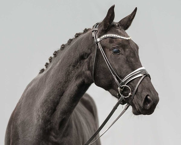 horse Lady Luna (Oldenburg, 2021, from Lord Europe)