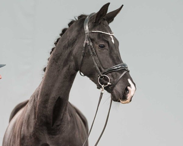 horse Davina (Oldenburg, 2021, from Dimaggio Black)