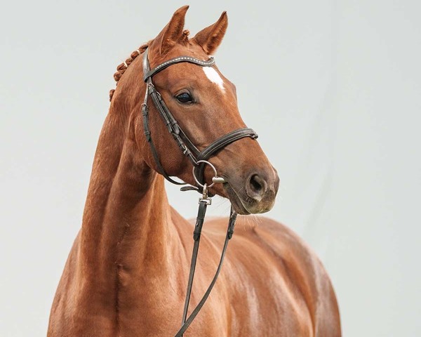 horse Semira VB (Westphalian, 2019, from Sir Heinrich OLD)