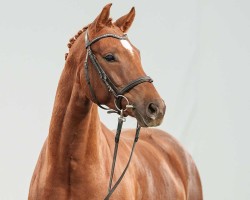 Pferd Semira VB (Westfale, 2019, von Sir Heinrich OLD)