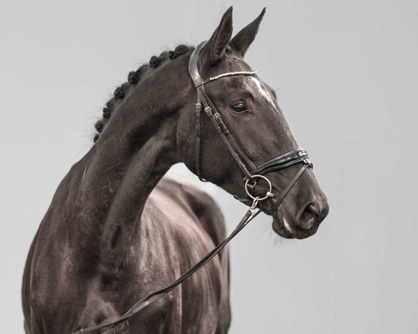 horse Ridaylia vd Watermolen (KWPN (Royal Dutch Sporthorse), 2021, from Zonik)