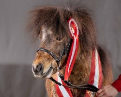 Deckhengst Nando aus dem Veischedetal (Shetland Pony (unter 87 cm), 2019, von Indigo aus dem Veischedetal)