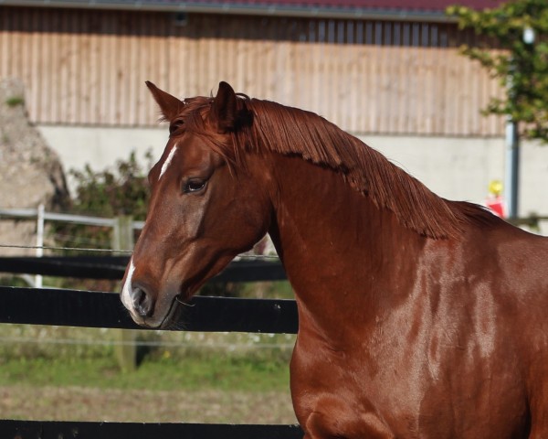 horse Quitte (Westphalian, 2009, from Quiro)