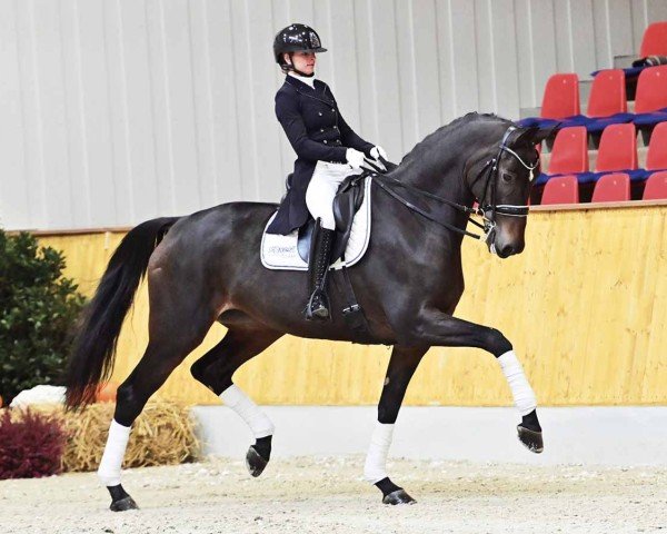 horse Mirage (Oldenburg, 2016, from E.H. Millennium)