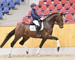 stallion Sir Noble (Westphalian, 2021, from Sir Donnerhall I)