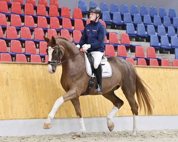 horse Superior (Oldenburg, 2019, from Secret)