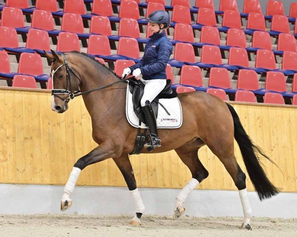 horse Vivienne (Oldenburg, 2020, from Vitalis)