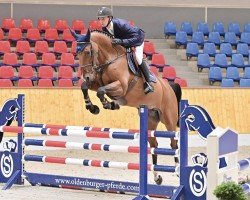 jumper Supernova 8 (Belgian Warmblood, 2018, from Kannan)