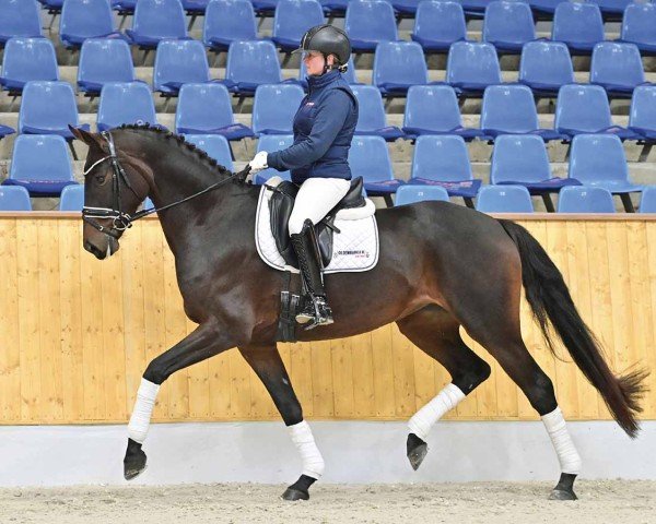 Pferd Fasine JD (Hannoveraner, 2020, von Fashion In Black NRW)