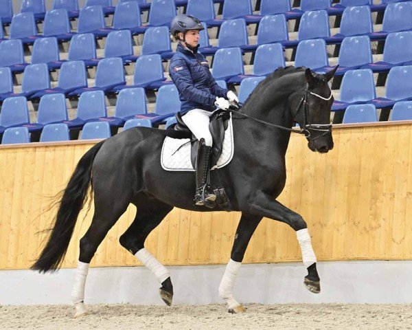dressage horse Donnerfürst 6 (Oldenburg, 2020, from Donier)