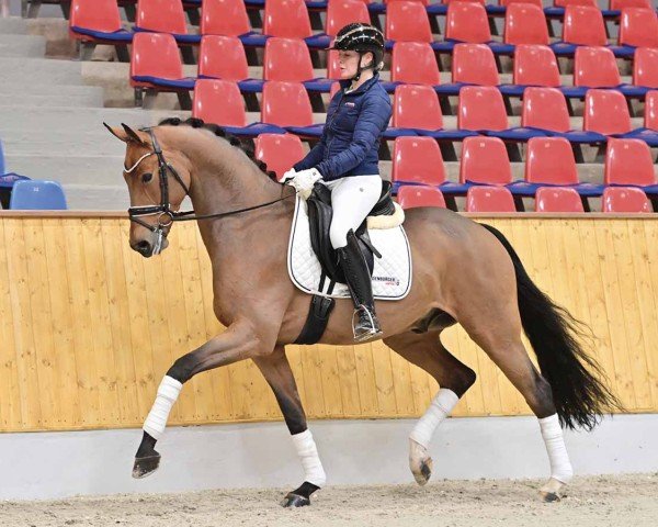horse Moses 97 (Oldenburg, 2016, from Morricone)