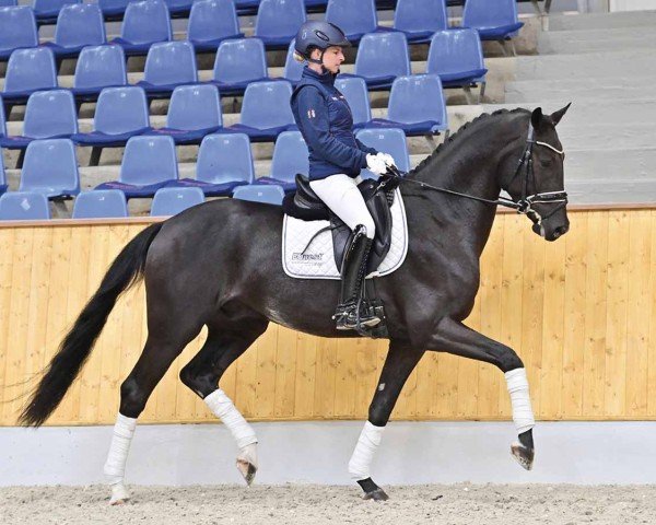 horse Aurelius (Oldenburg, 2020, from Ampère)