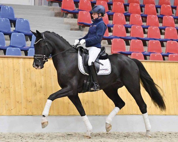horse Fleur de ma Vie (Oldenburg, 2020, from Total Hope OLD)