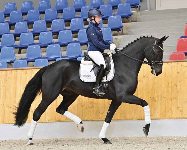 horse Ferrari del Roncone (Oldenburg, 2020, from For Romance I)