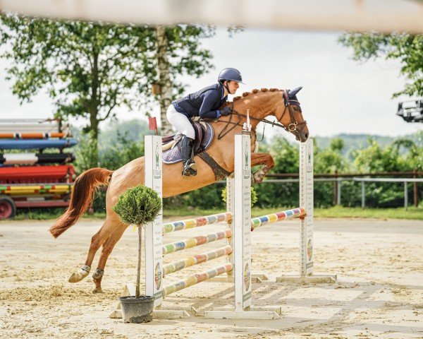 jumper Diva Deluxe Z (German Riding Pony, 2018, from Der Kleine Prinz)