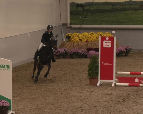 Reitturnier Legden | Ponyturnier 2024