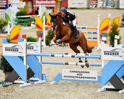 broodmare Mandy (Holsteiner, 2017, from Manchester van't Paradijs)