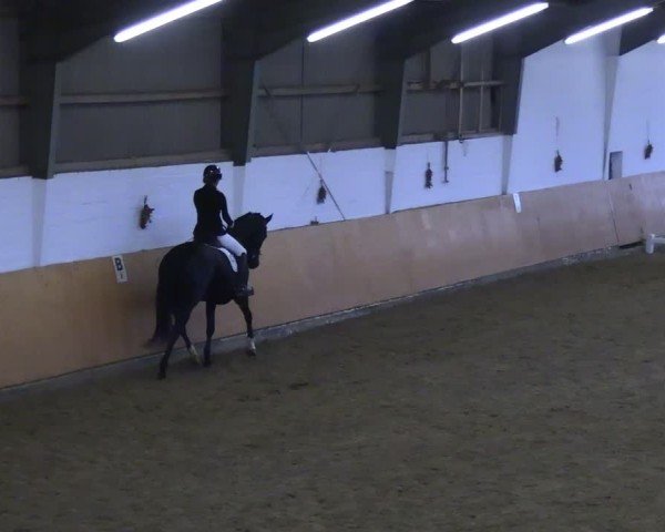 Reitturnier Datteln 2024