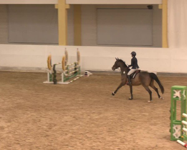 Reitturnier Stadl-Paura 2024