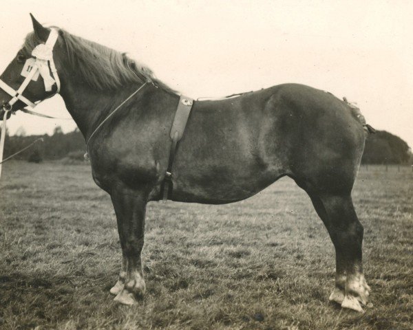 broodmare Pacht II RS 3496 (Rhenish-German Cold-Blood, 1903, from Prince de Condé)