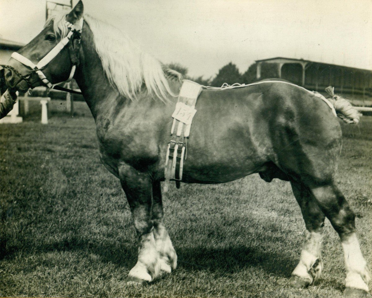 Deckhengst Zorn Ldb Wi. (Rheinisch-Deutsches Kaltblut, 1911, von Samuel Ldb Wi)