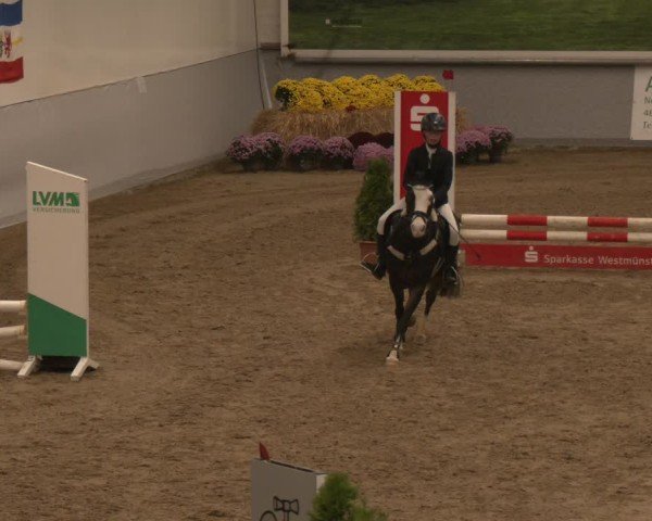 Reitturnier Legden | Ponyturnier 2024