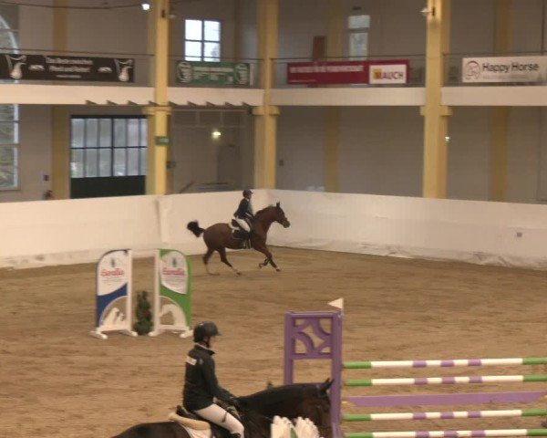 Reitturnier Stadl-Paura 2024