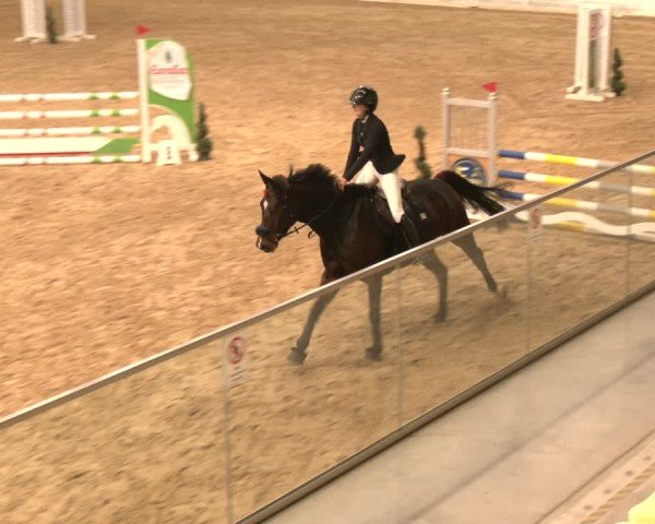 Reitturnier Stadl-Paura 2024