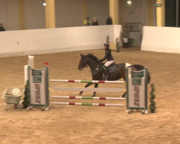 Reitturnier Stadl-Paura 2024