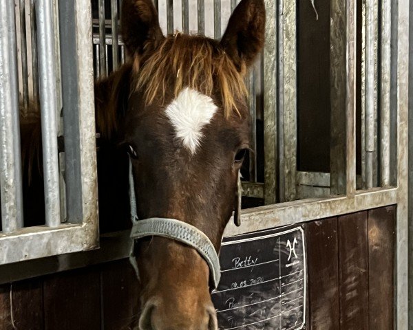 horse Hengst von Secret/Talisman (Hanoverian, 2024, from Secret)