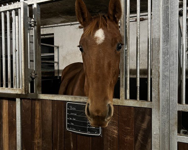 horse Stute von Bon Courage / Bonifatius (Hanoverian, 2022, from Bon Courage 4)