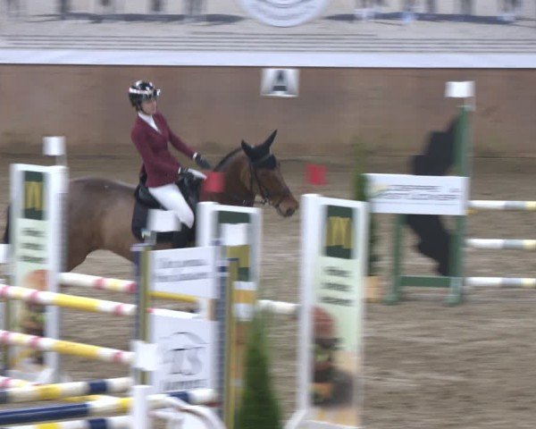 Reitturnier Bad Salzuflen 2024