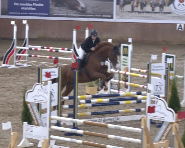 Reitturnier Bad Salzuflen 2024